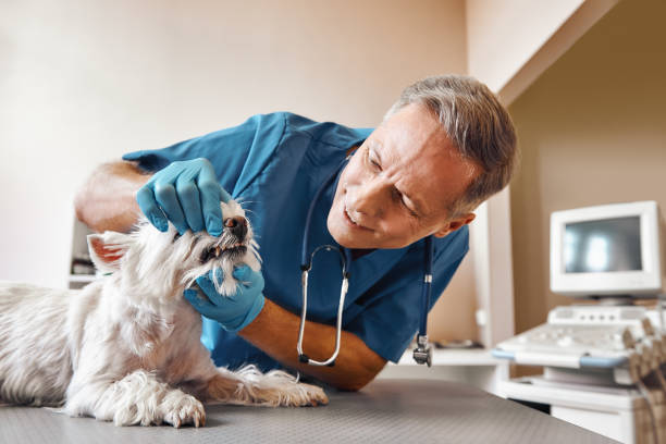 Trusted NY Emergency Dentist Experts
